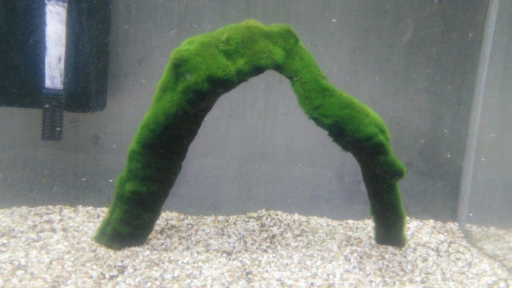 【水草】出售绑好绿藻球的沉木，虾缸极品-图5