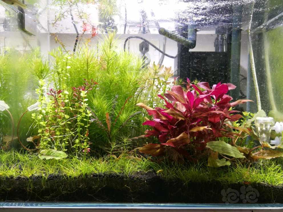 上海出一份水草火花百叶印度小圆叶虎耳西瓜对叶