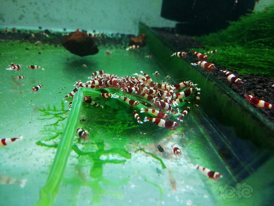 哈尔滨-安德烈水晶虾，双十一活动-图6