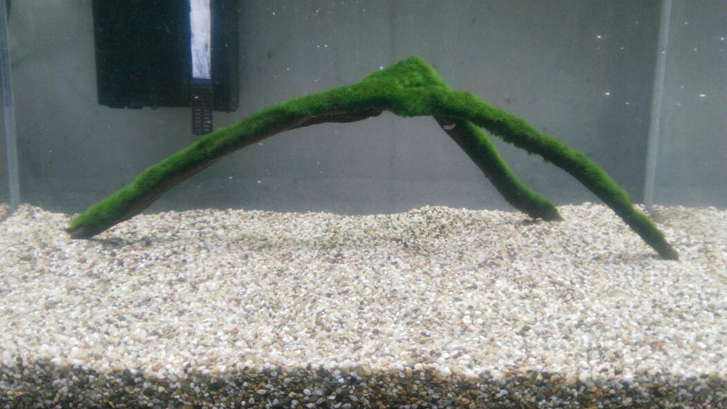 【水草】出售绑好绿藻球的沉木，虾缸极品-图2
