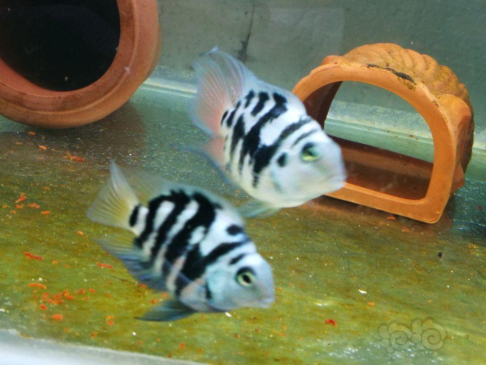 其它蓝宝石迷你鹦鹉第二窝