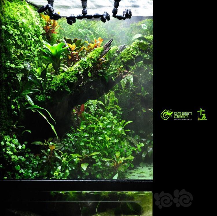 【雨林】精品雨林缸  ——  GREEN    DEEP   -图3