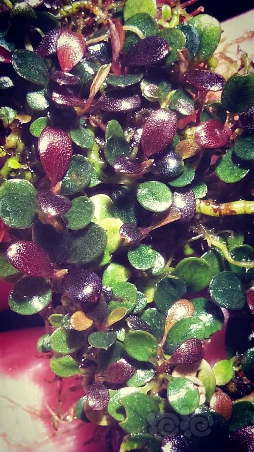 迷你小圆叶辣椒榕