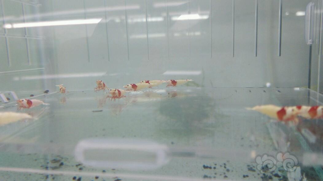 【虾】2017-11-4#RMB拍卖纯血红白 丸禁白驱繁殖组10只一组-图2