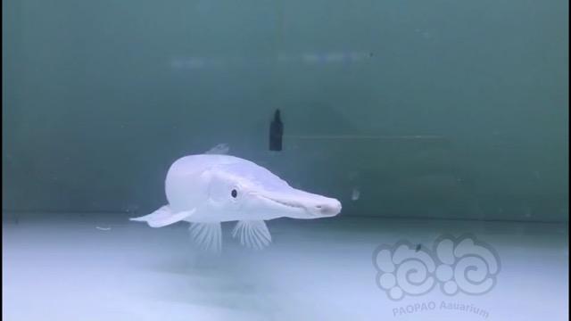 【热带鱼】白化幽灵火箭-图2