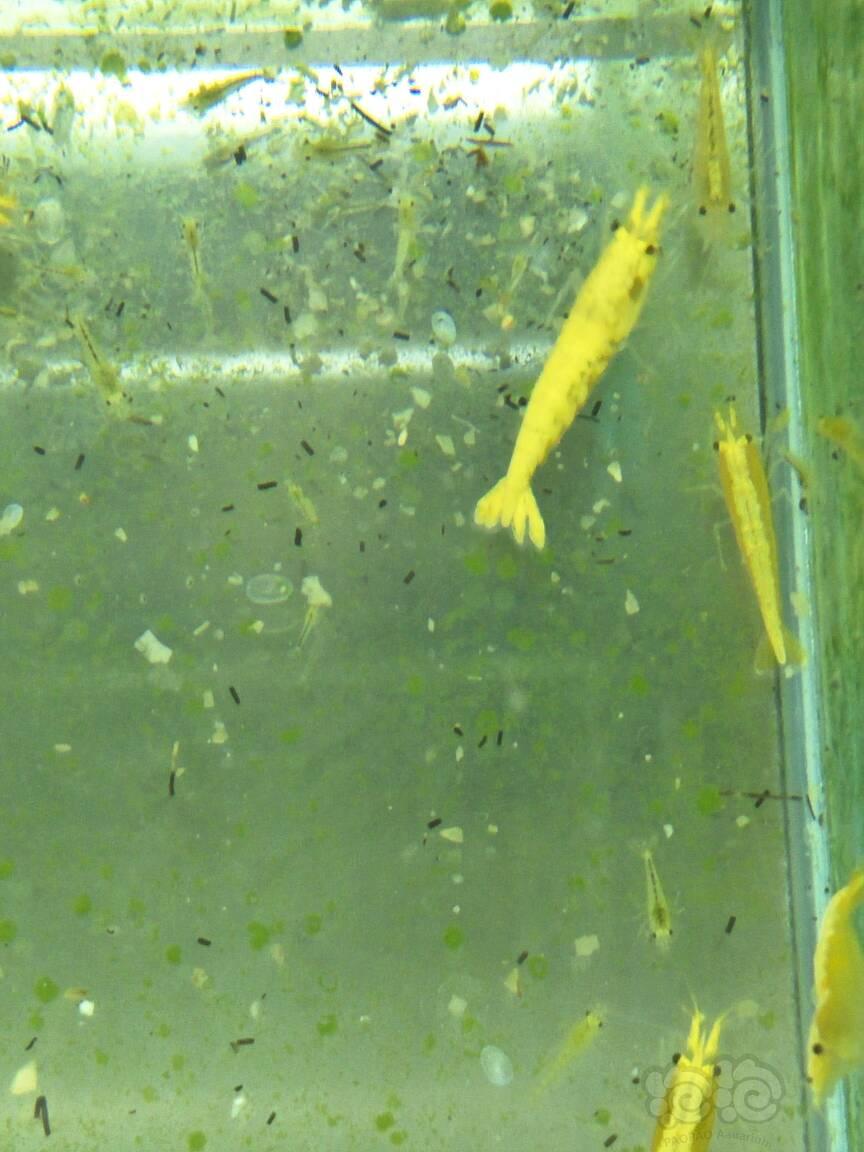 【出售】宽背黄金米虾，极火米虾-图2