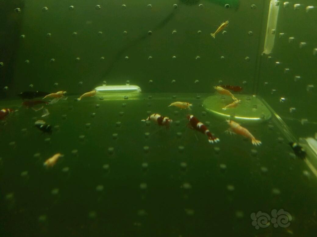 【虾】2017-11-03#RMB拍卖杂虾一份-图5