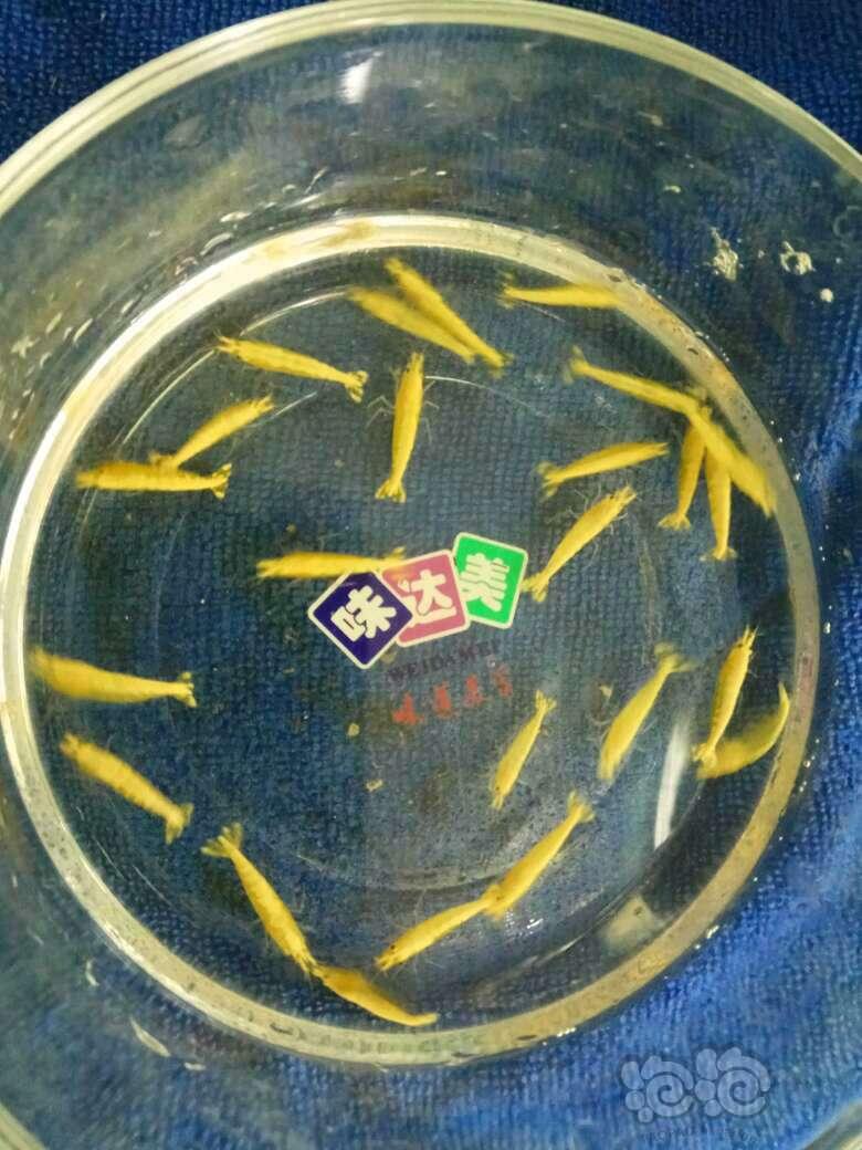 【出售】大宽背黄金米虾，规格多-图2