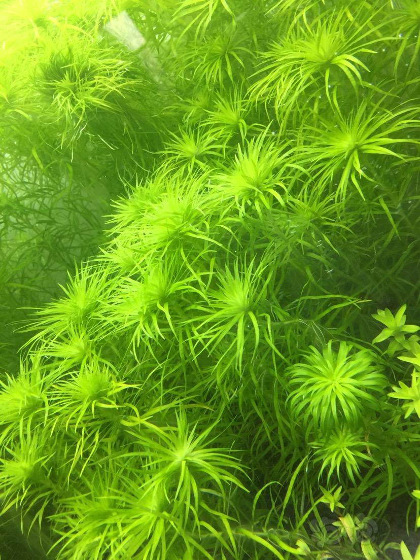 出售便宜出自养水草谷精太阳叉柱花
