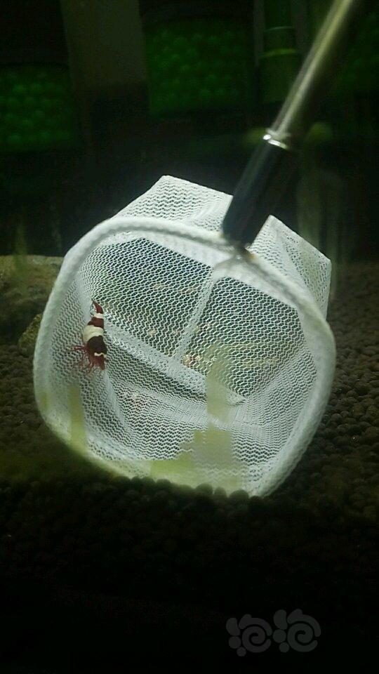 最美的一只母虾爆蛋了-图1