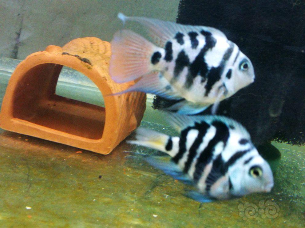 其它蓝宝石迷你鹦鹉第二窝