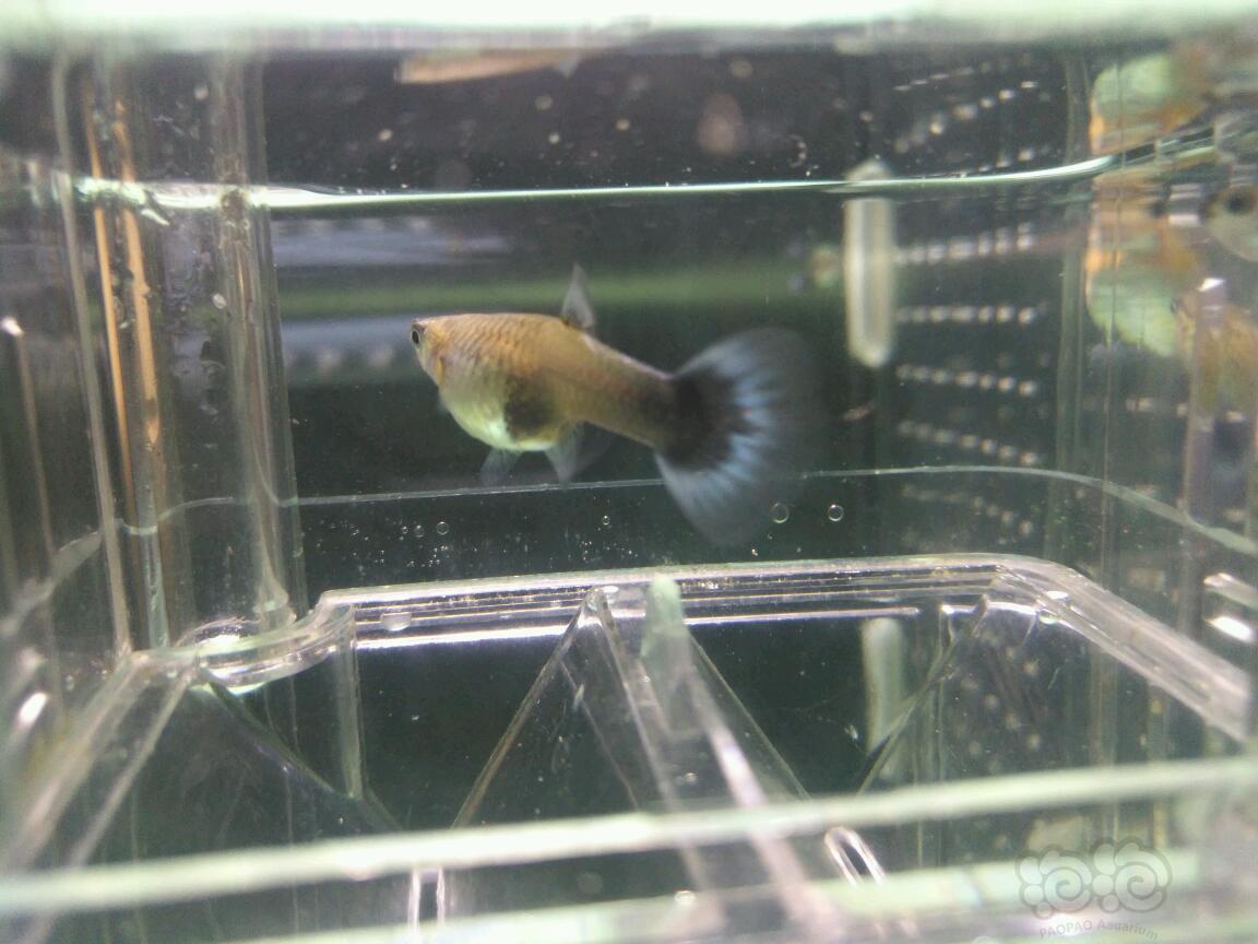 【孔雀魚】不知什麼品種,都串花了,黑尾巴產出黃色小魚