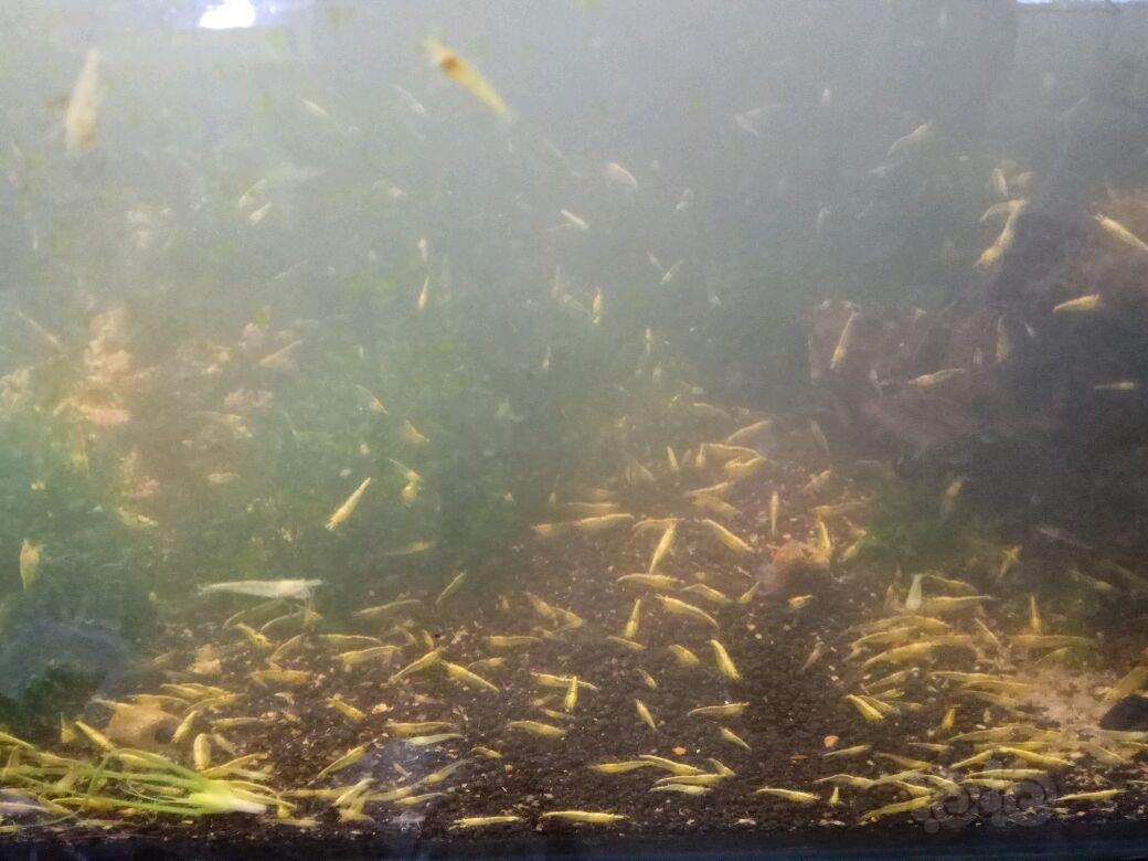 【出售】大宽背黄金米虾，规格多-图3