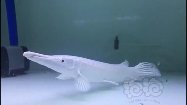 【热带鱼】白化幽灵火箭-图1