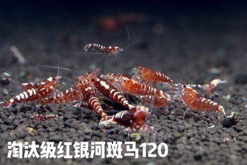 申请水晶虾团购-图2