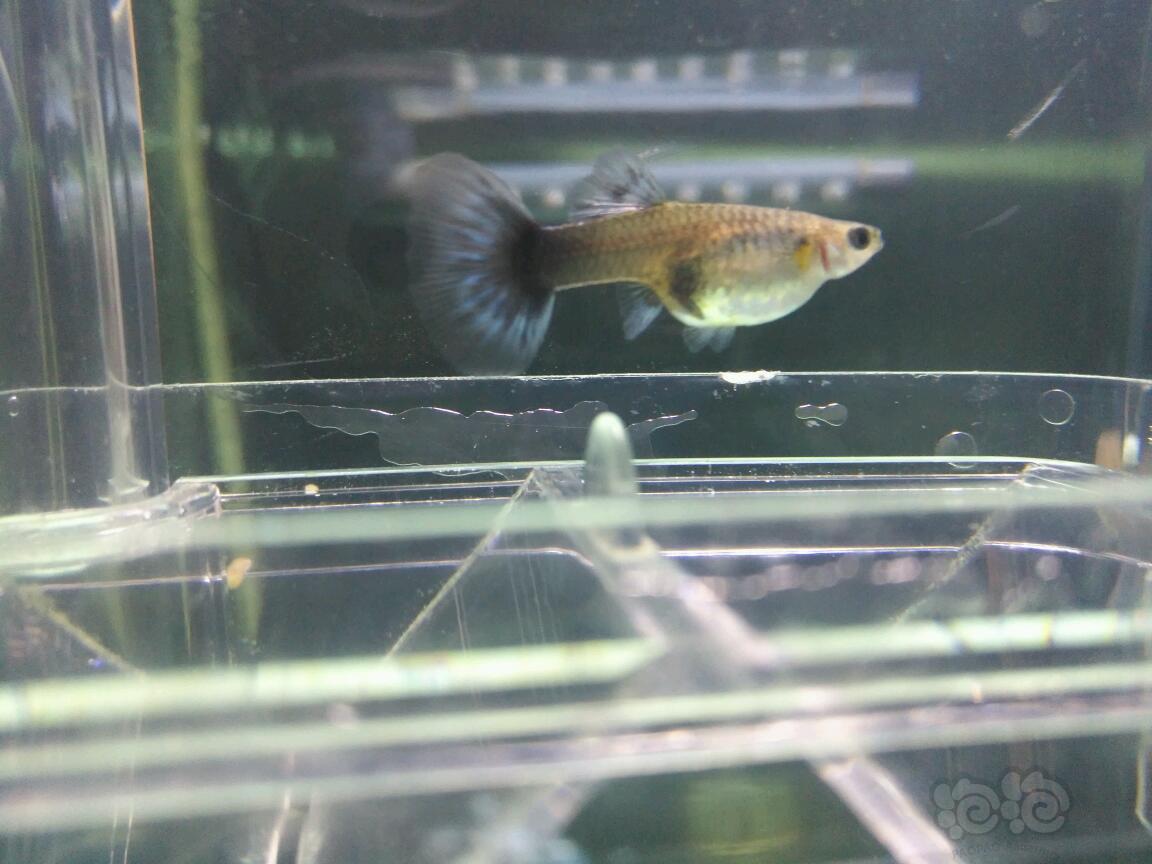 【孔雀魚】不知什麼品種,都串花了,黑尾巴產出黃色小魚