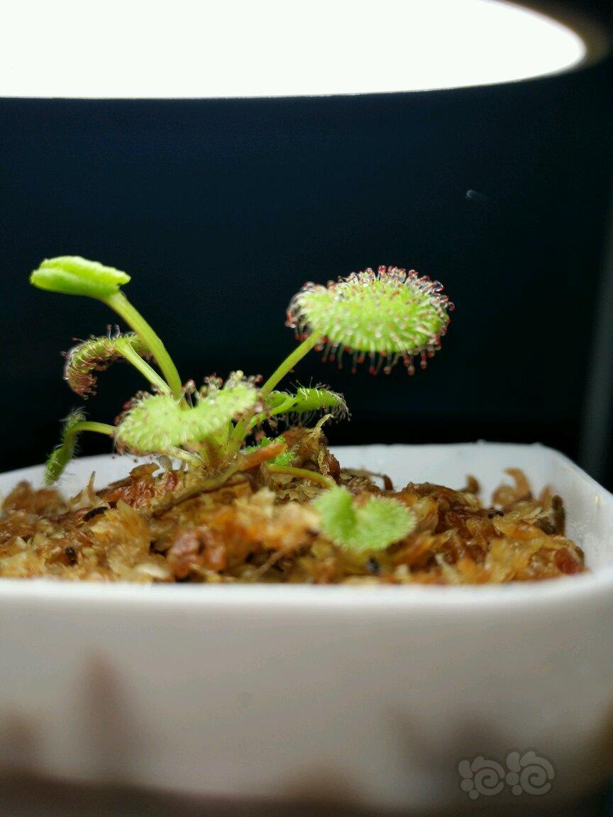 【食虫】爱心茅膏菜