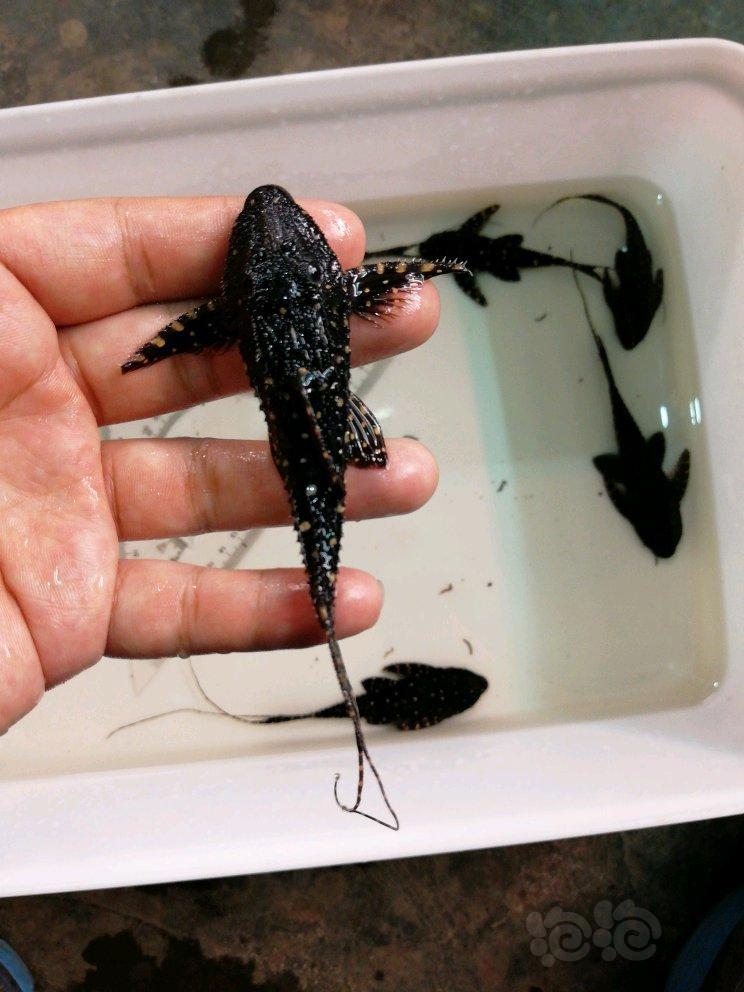 出售白珍珠剑尾打包出