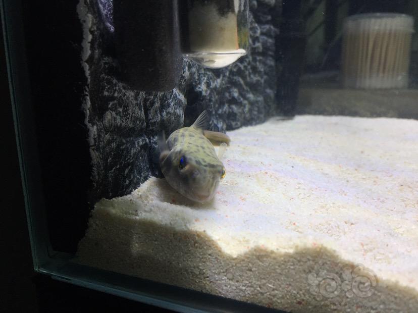 淡水狗头斑马狗头嘴有的像地包天有明白这个的么