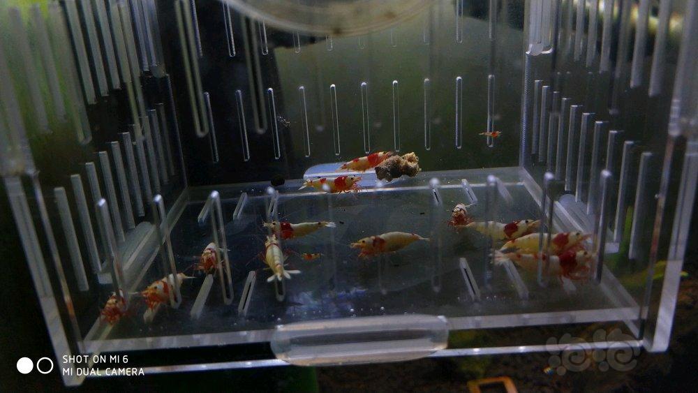 【虾】2017-11-24#RMB拍卖 纯血红白水晶虾15只-图2