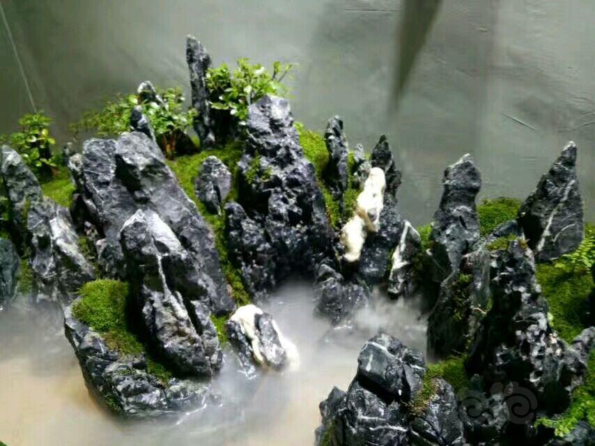 水陆90青龙石水陆缸建缸过程及现照对比