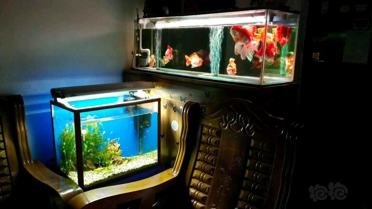 其它家有小鱼家里养的鱼