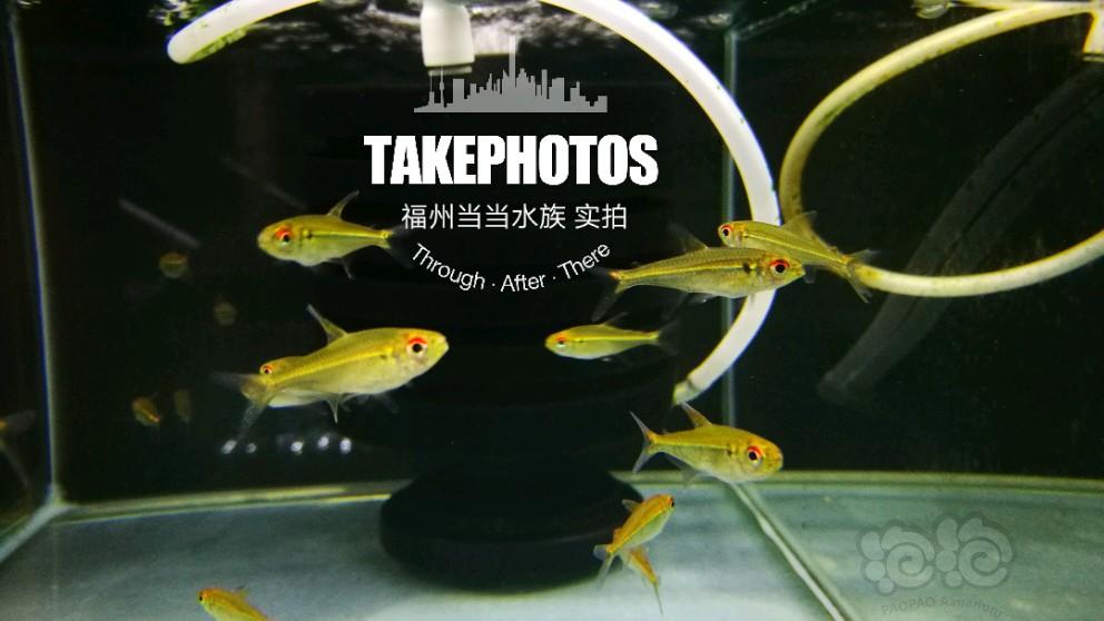 【热带鱼】福州当当水族，双十一包邮活动-图2