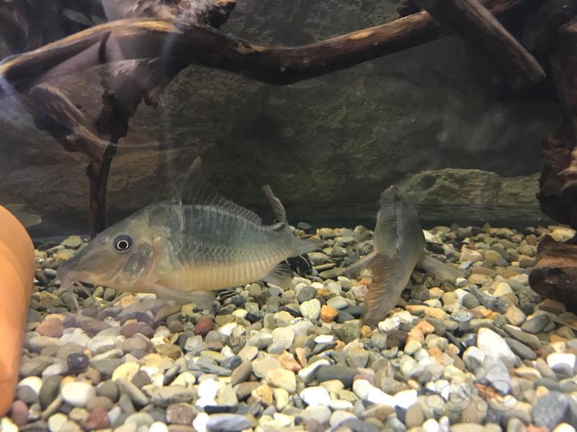 【鼠鱼】长吻巨无霸鼠