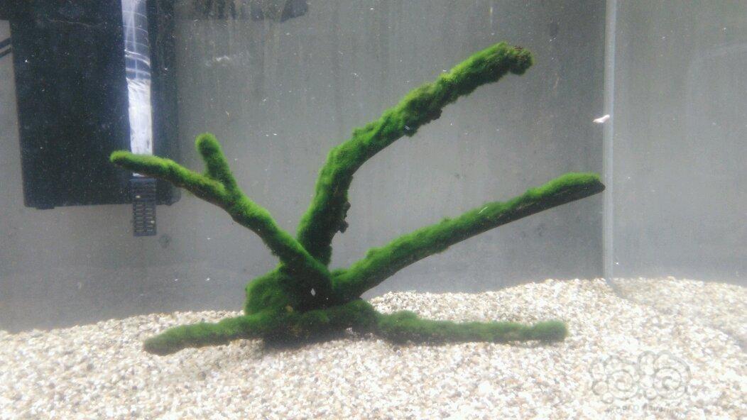 【水草】出售绑好绿藻球的沉木，虾缸极品-图4