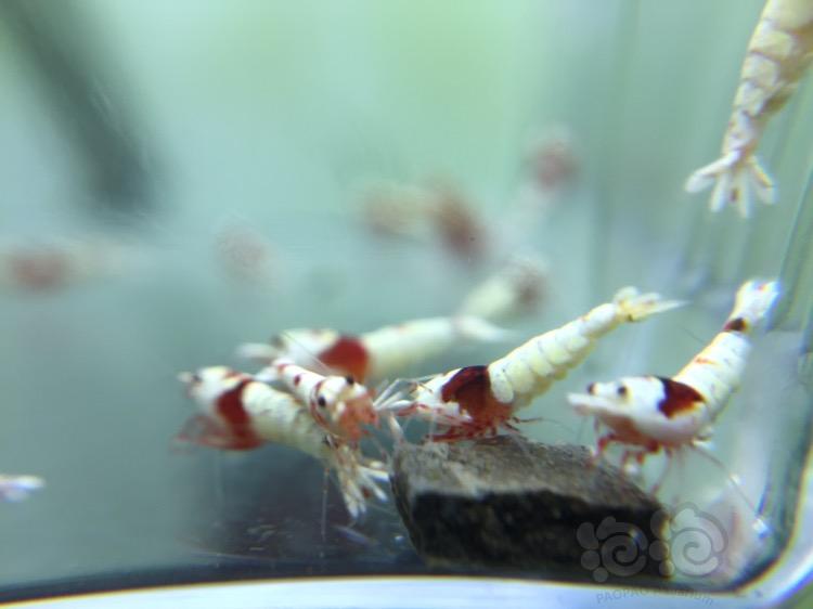 【虾】2017-11-27#RMB拍卖 纯血红白15只-图2