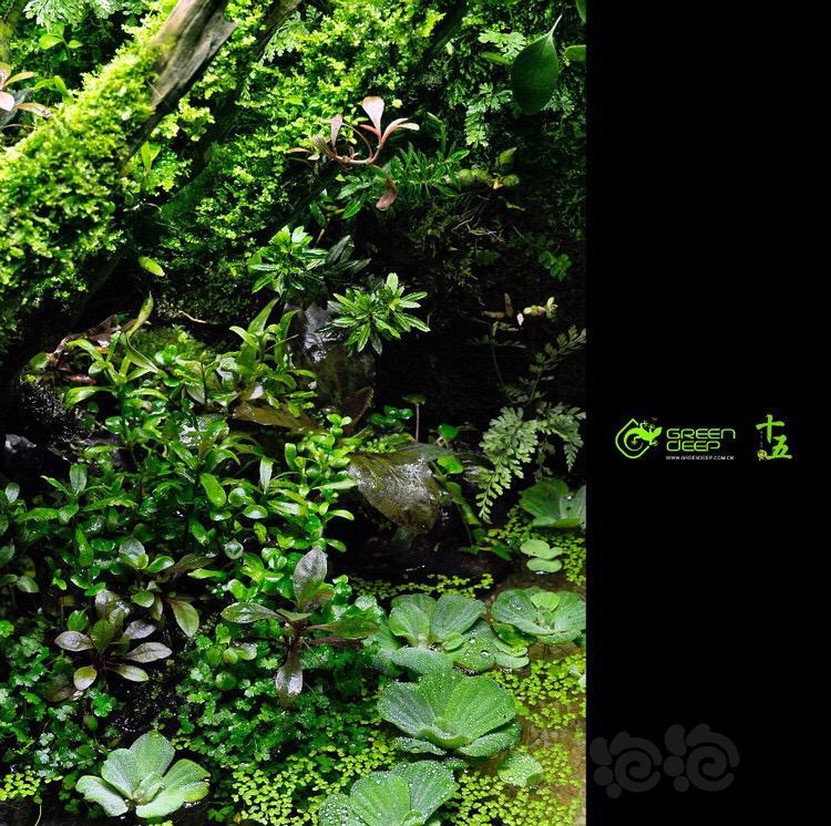 【雨林】精品雨林缸  ——  GREEN    DEEP   -图2