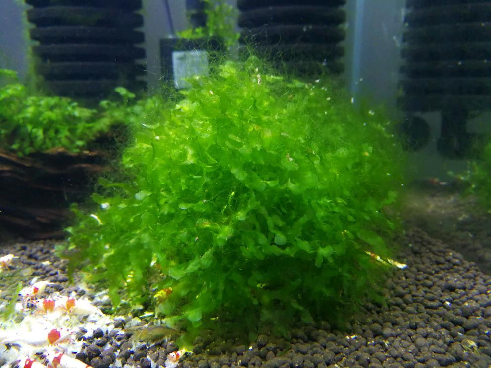 黑壳怀孕  丝藻爆缸-图2