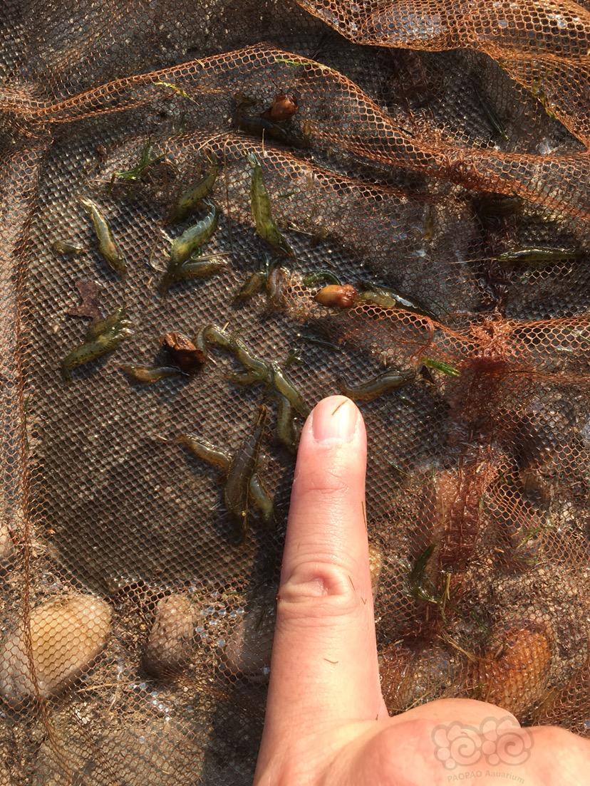 【】今天野捕的黑壳虾真的很大-图2