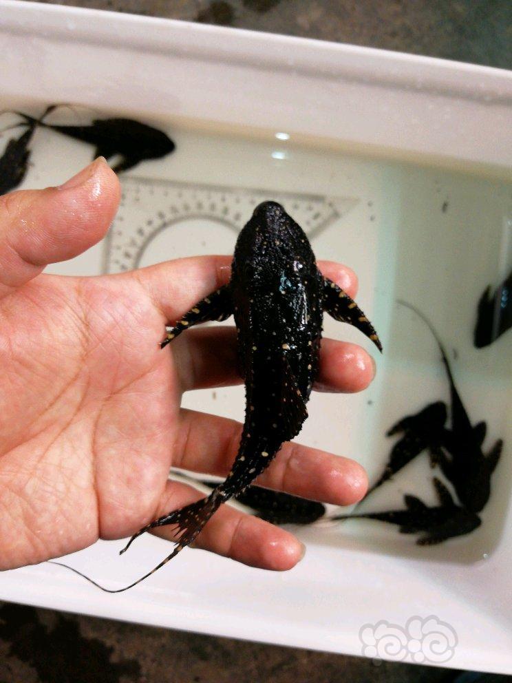 出售白珍珠剑尾打包出