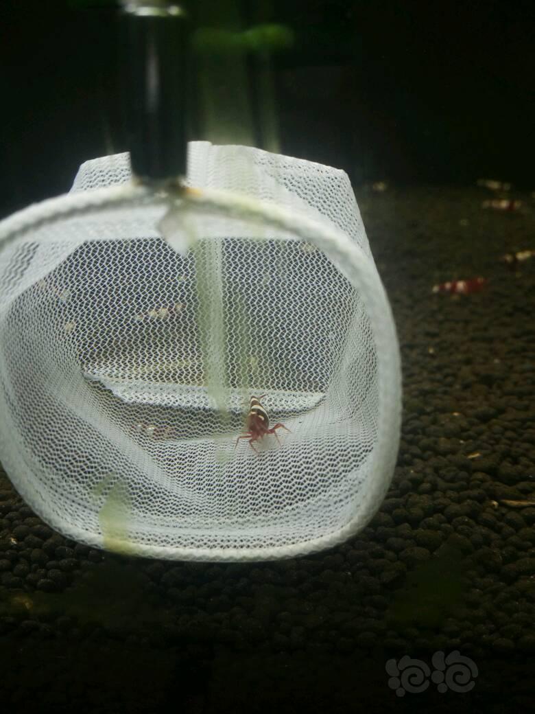 最美的一只母虾爆蛋了-图2