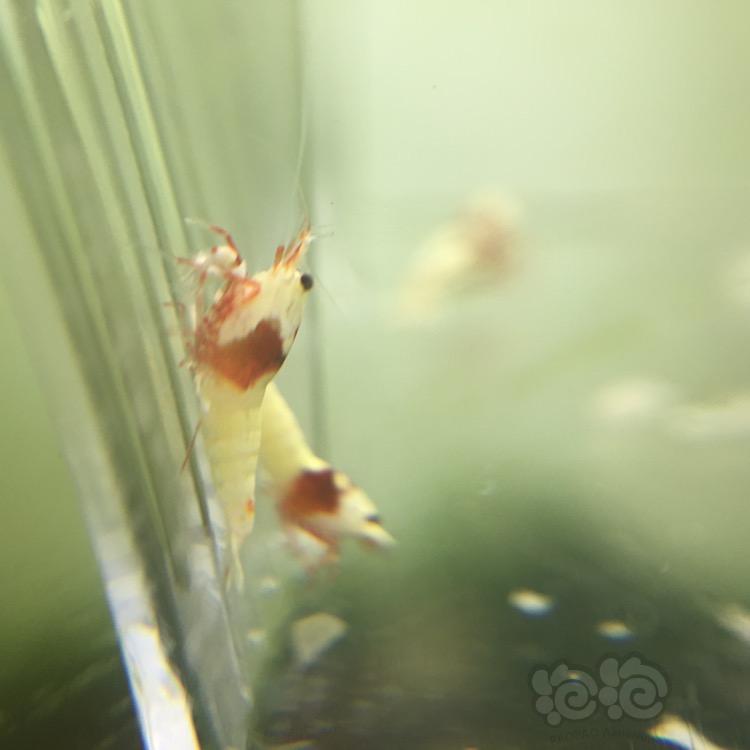 【虾】2017-11-25#RMB拍卖 纯血红白辉煌10只-图4