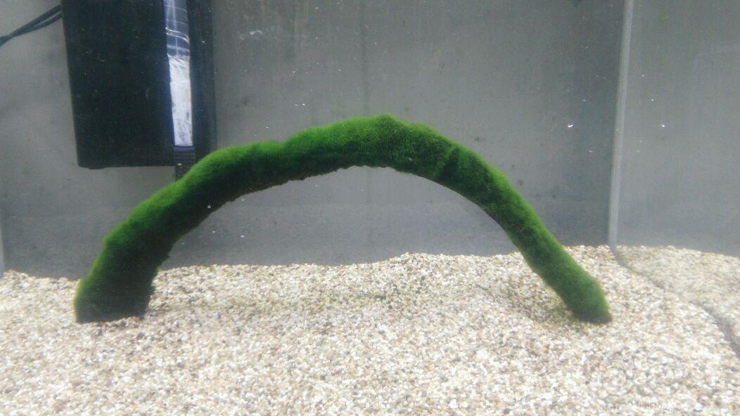 【水草】出售绑好绿藻球的沉木，虾缸极品-图1