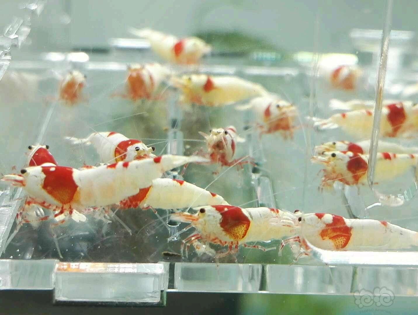 【虾】2017-11-6#RMB拍卖纯血红白厚白母虾70只一份-图4