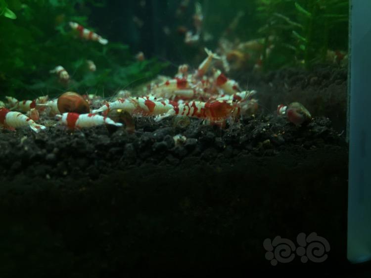 一只虎晶公虾-图1