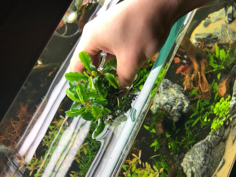 【出售】出蓝精灵辣椒榕20盆