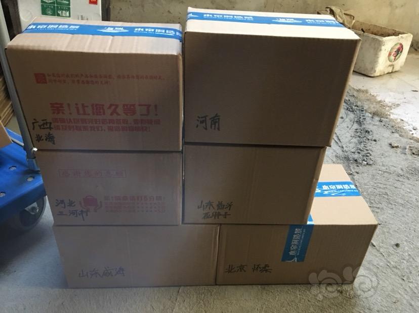 【出售】黑壳虾包邮免包装 16.8元220只-图2