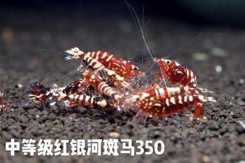 申请水晶虾团购-图3