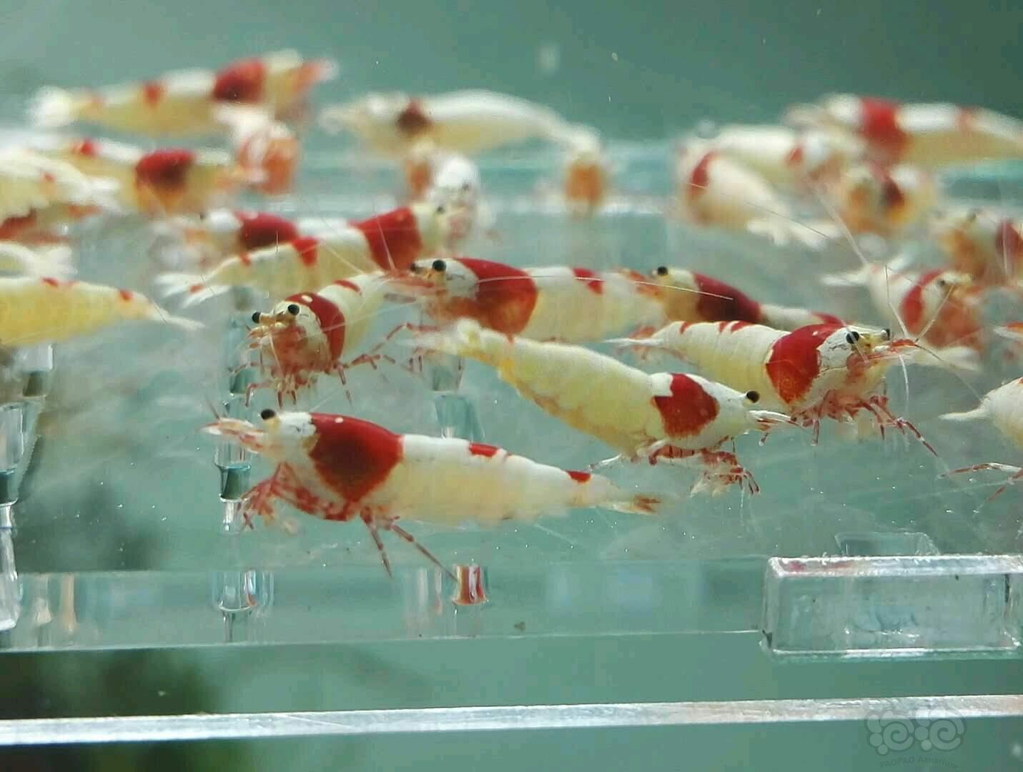 【虾】2017-11-6#RMB拍卖纯血红白厚白母虾70只一份-图3