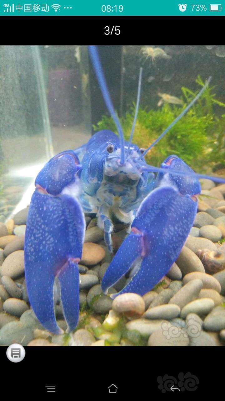 出售天空蓝魔交换和出售