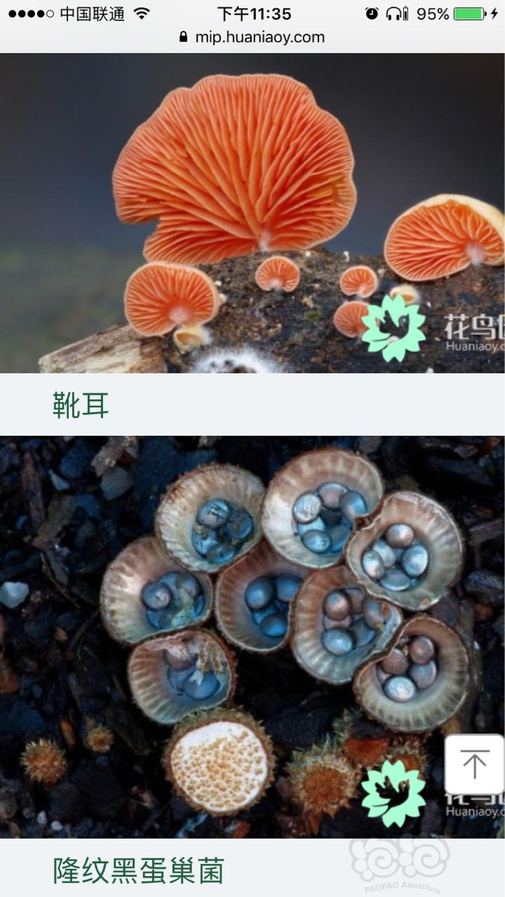 【提问】雨淋缸 谁种过蘑菇？？-图3