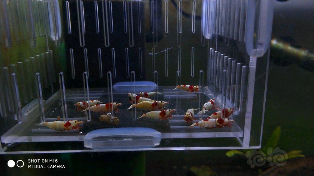 【虾】2017-11-24#RMB拍卖 纯血红白水晶虾15只-图1