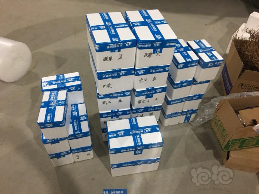【出售】黑壳虾包邮包损 220只=16.8元-图4