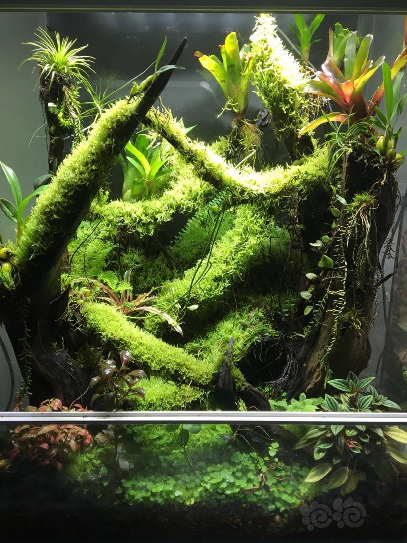 【雨林】家里的小蛙缸-图1