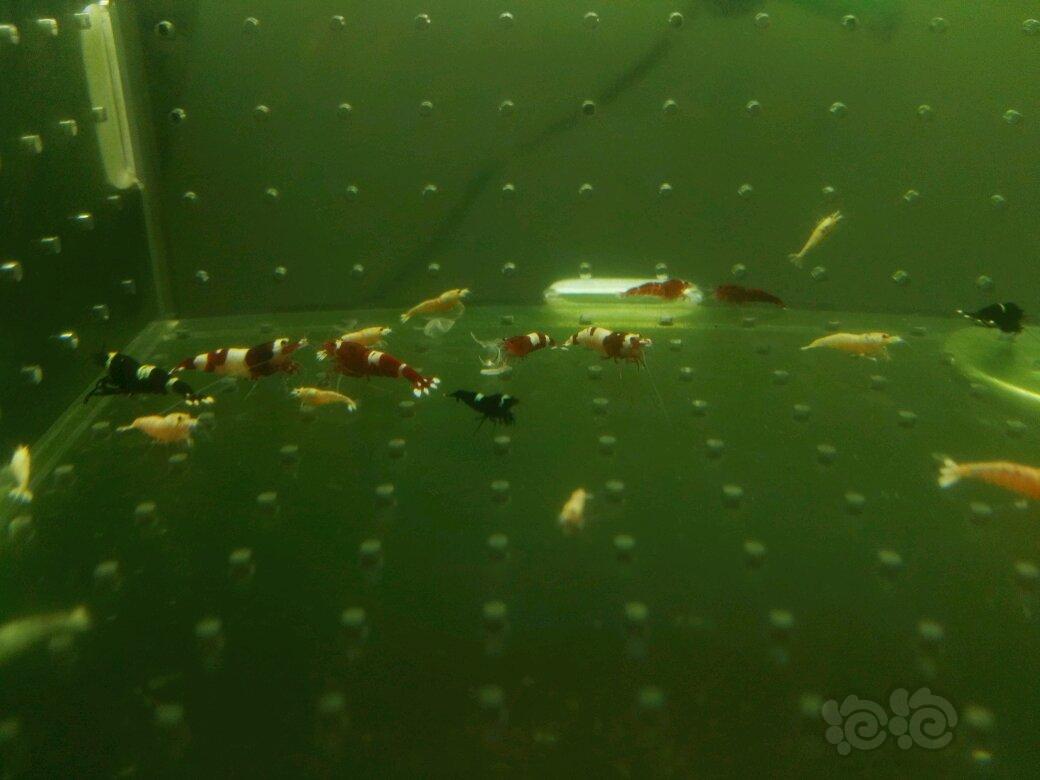 【虾】2017-11-03#RMB拍卖杂虾一份-图4