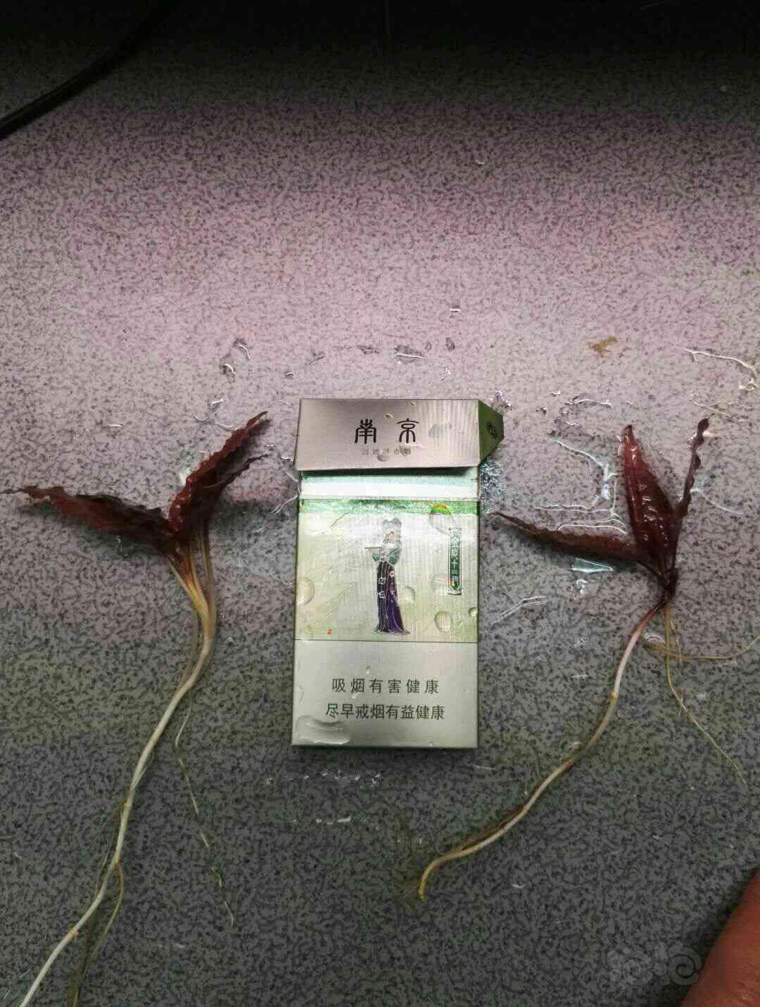 【用品】2017-11-8#RMB拍卖火烈鸟种、中、小8颗一份-图3